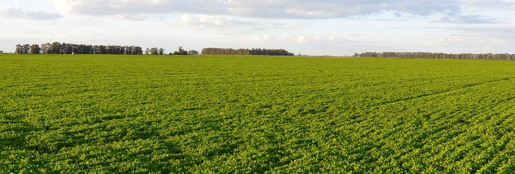 Food Supplies: Argentina Suspends Corn Exportation