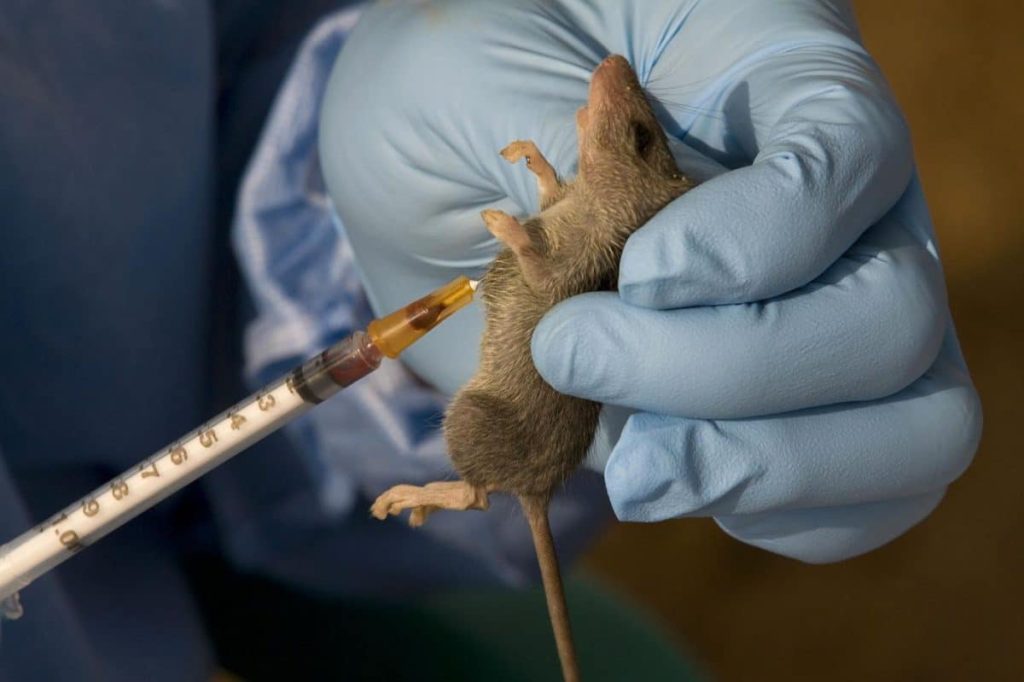 Bauchi, Taraba Top States with Highest Cases of Lassa Fever