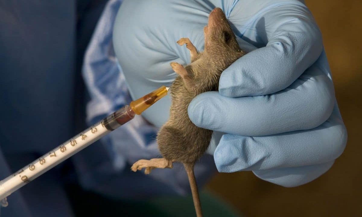 Lassa Fever Claims 15 Lives in Edo