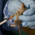 Lassa Fever Claims 15 Lives in Edo