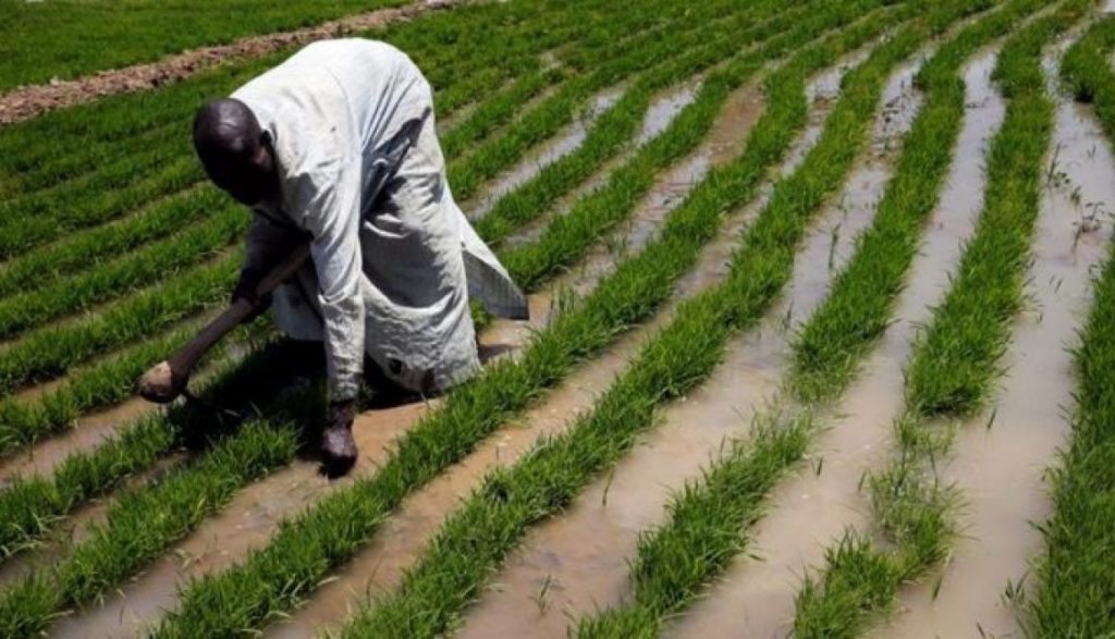 Prepare for 2025 Wet Season Faming, Jigawa Govt Tells Farmers