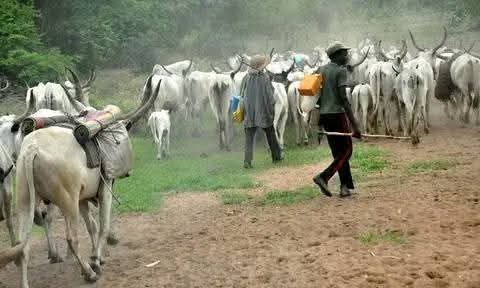 Army Expresses Concern over Mass Cattle Influx into Plateau