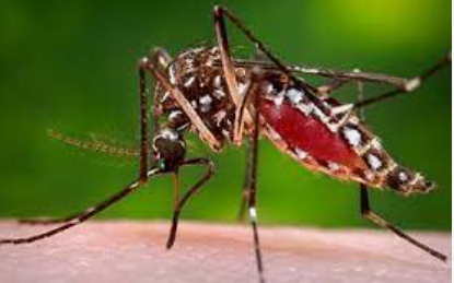 Dengue Fever Claims 28 Lives in Edo